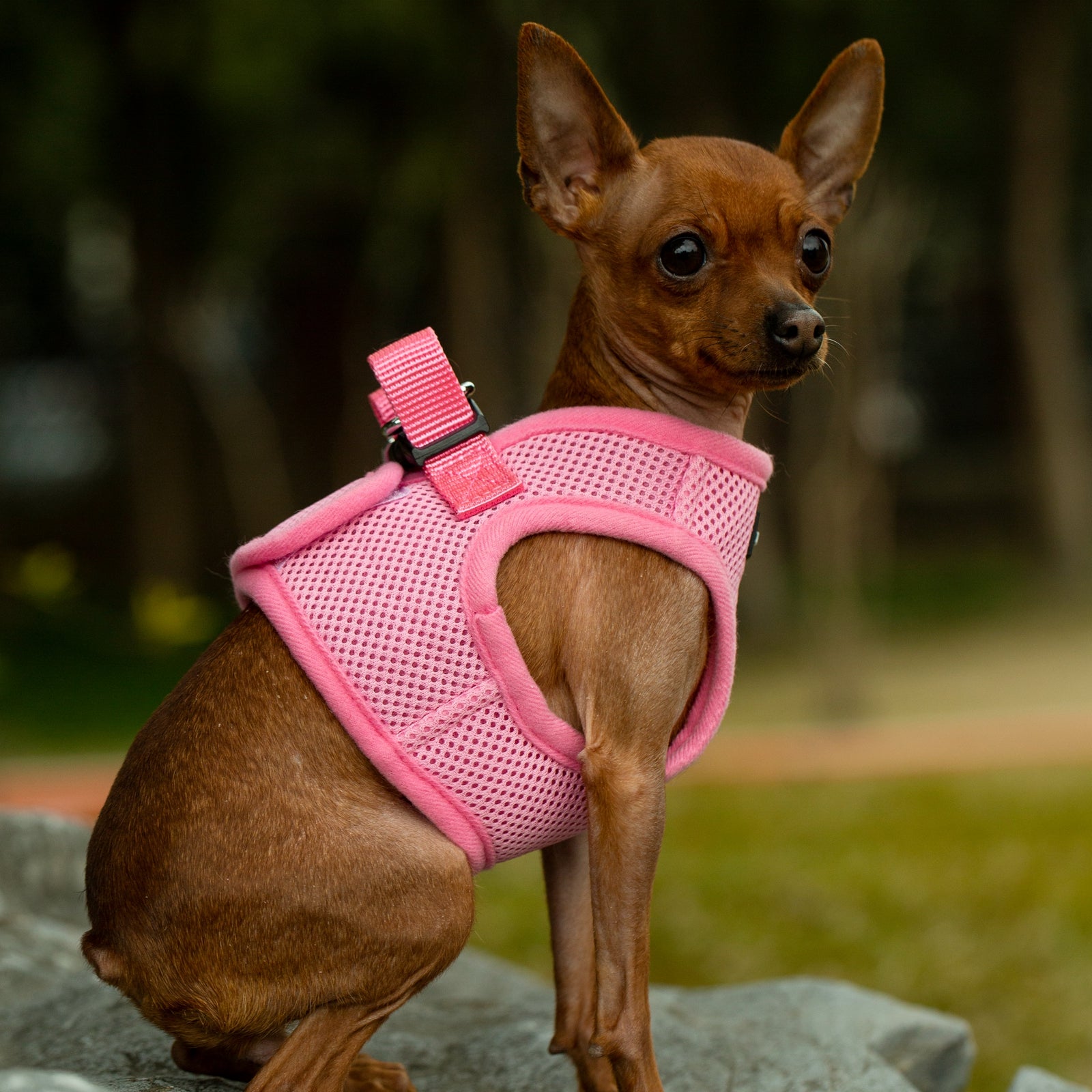 Small dog wearing a pink harness outdoors on a rock