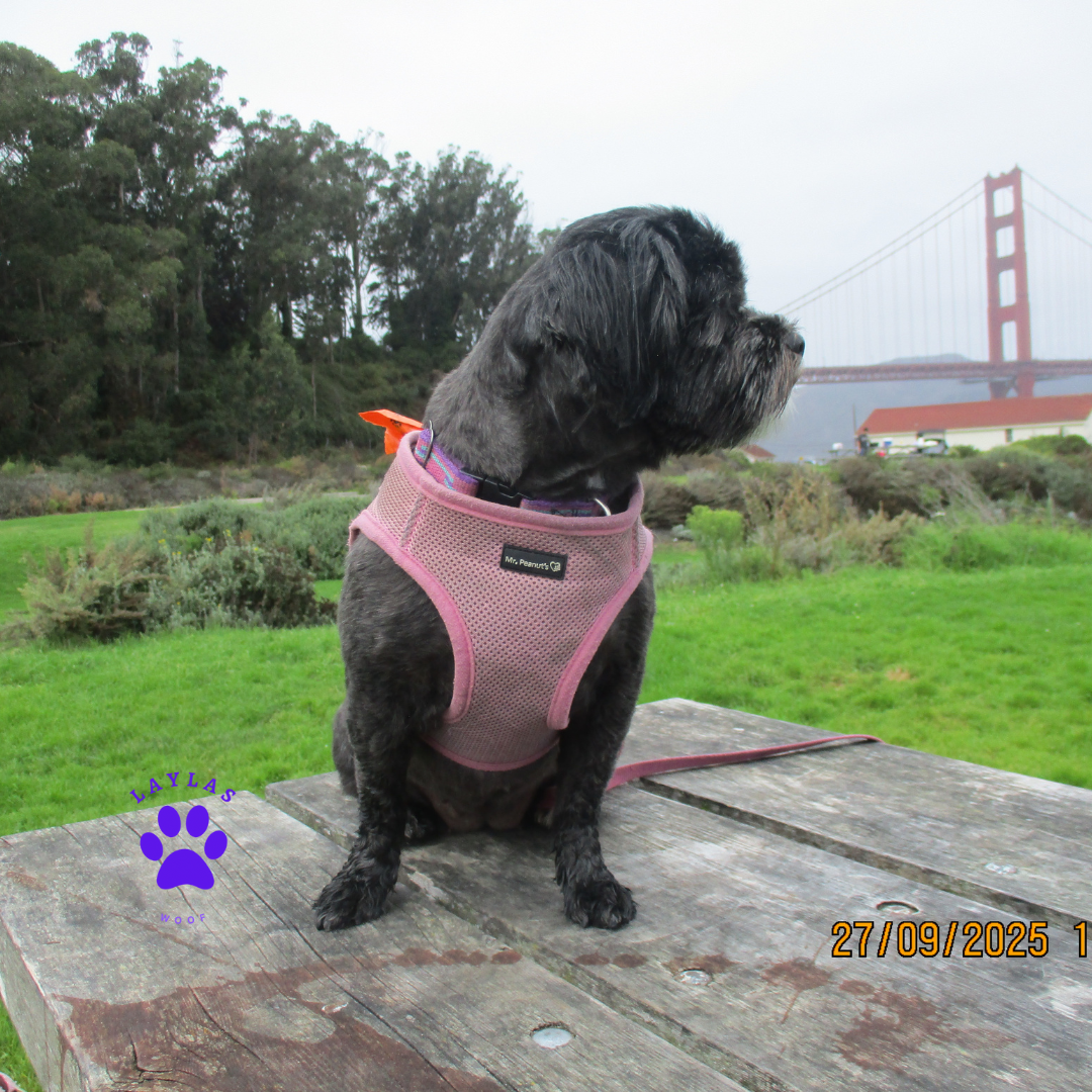 Dog wearing a pink harness sitting on a wooden bench with a scenic background