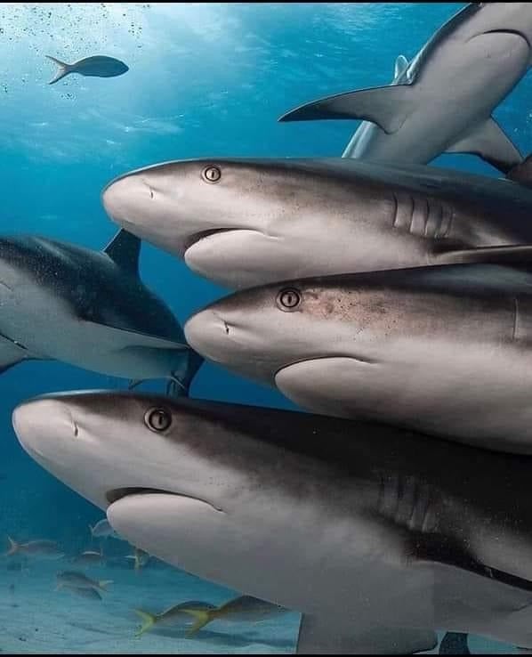 Group of sharks swimming in clear blue water