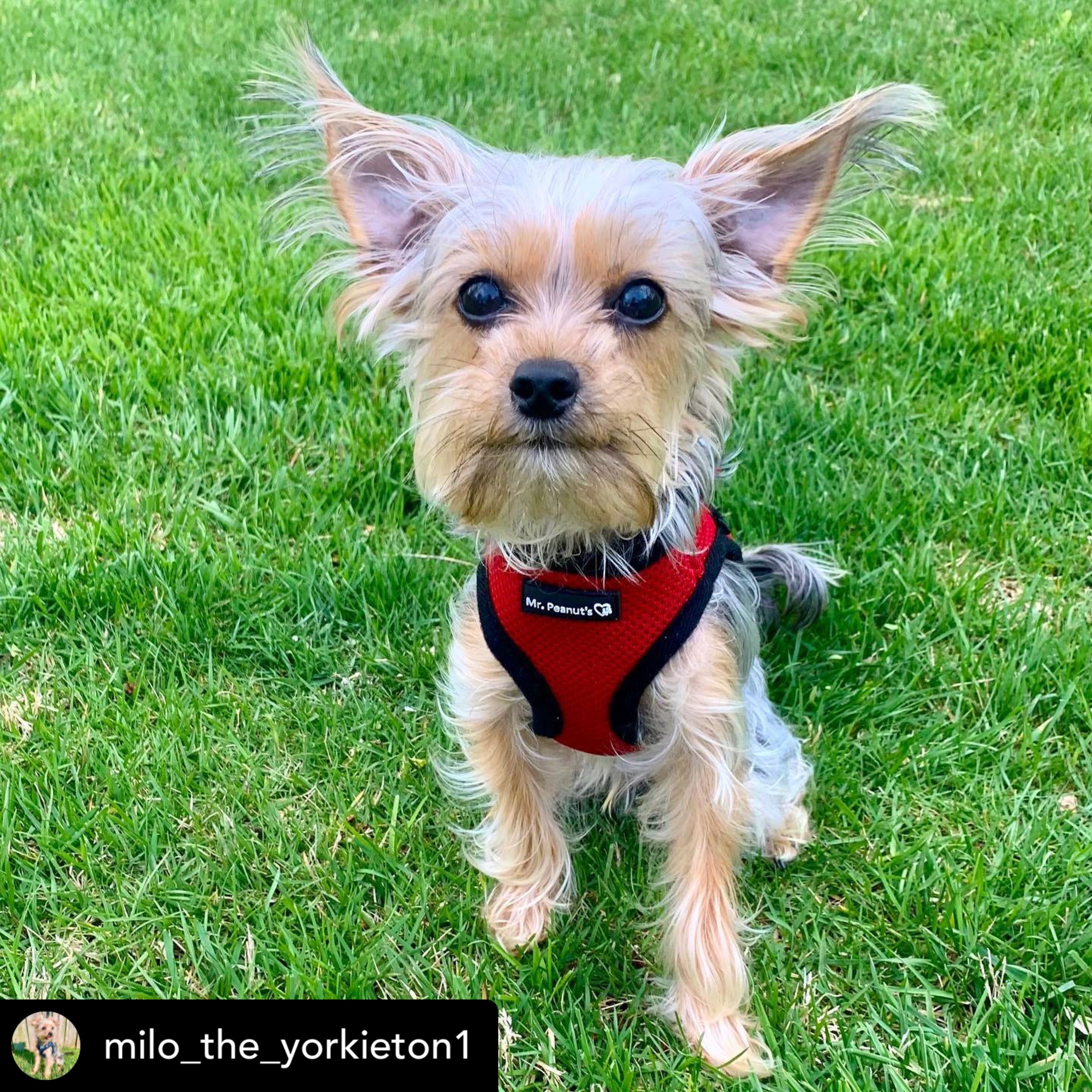 Small dog wearing a red harness on a grassy background