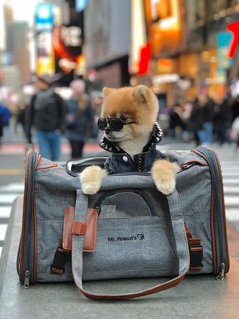 Dog in sunglasses sitting inside a pet carrier on a city street