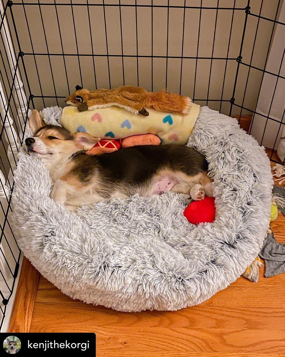Dog sleeping on a fluffy pet bed with toys inside a wire crate.