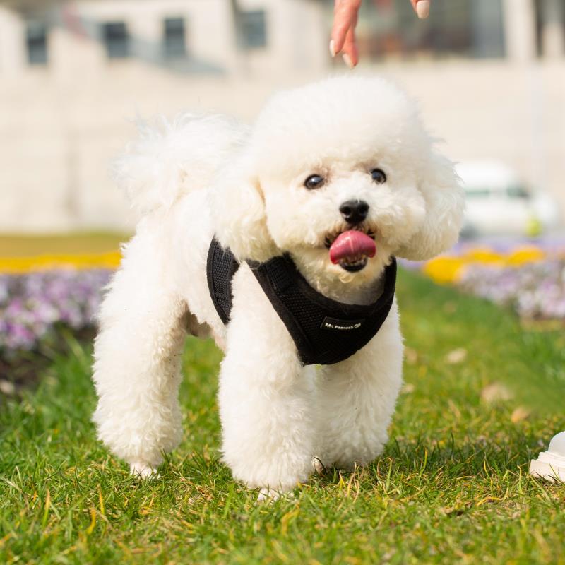 White dog wearing a black harness on a grassy area with flowers in the background