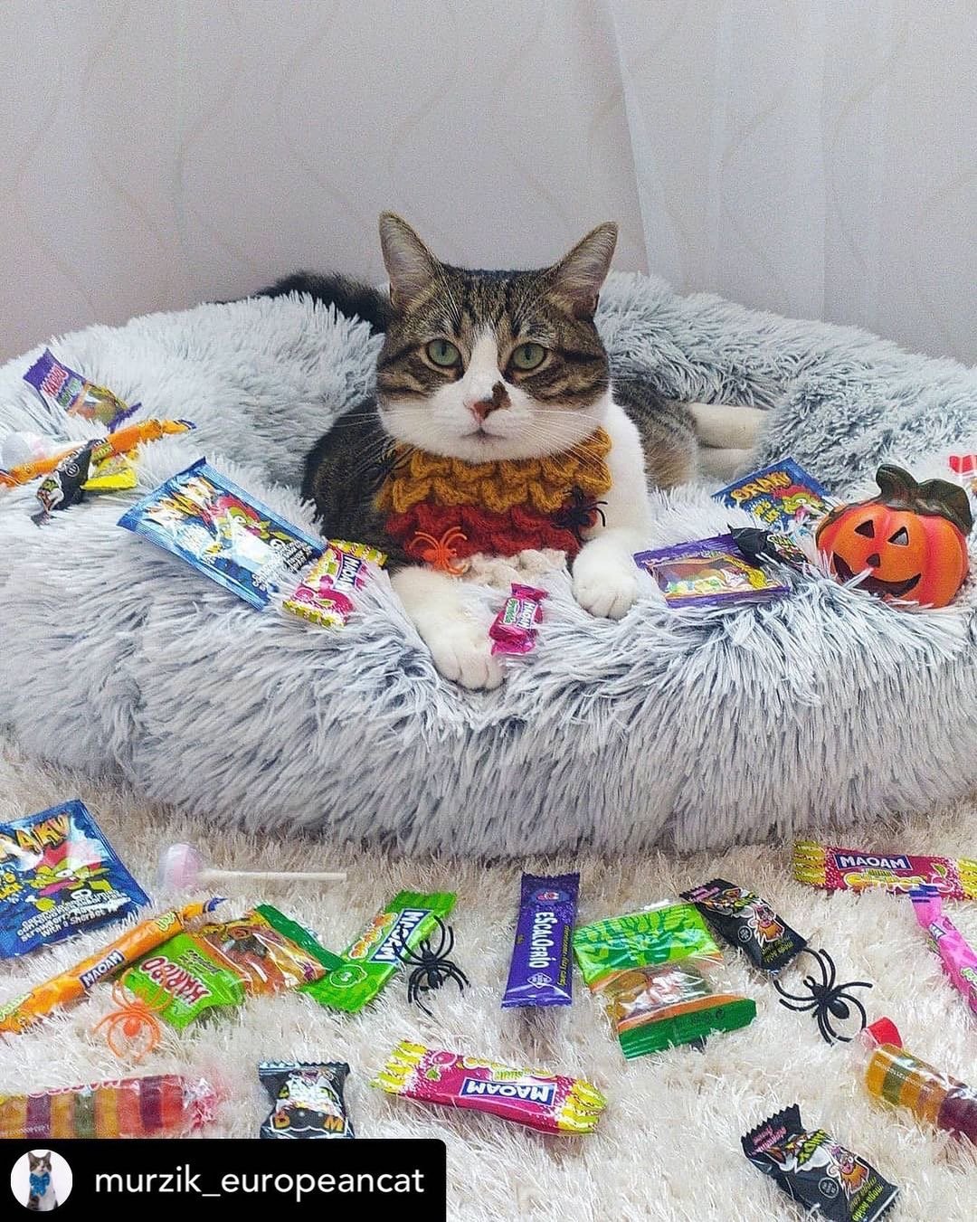 Cat in a sweater surrounded by Halloween-themed treats on a fluffy bed