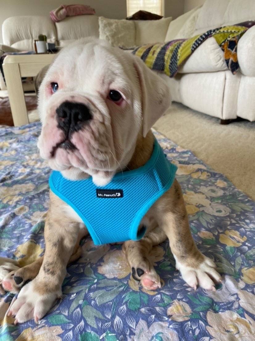 Dog wearing a blue harness in a living room setting