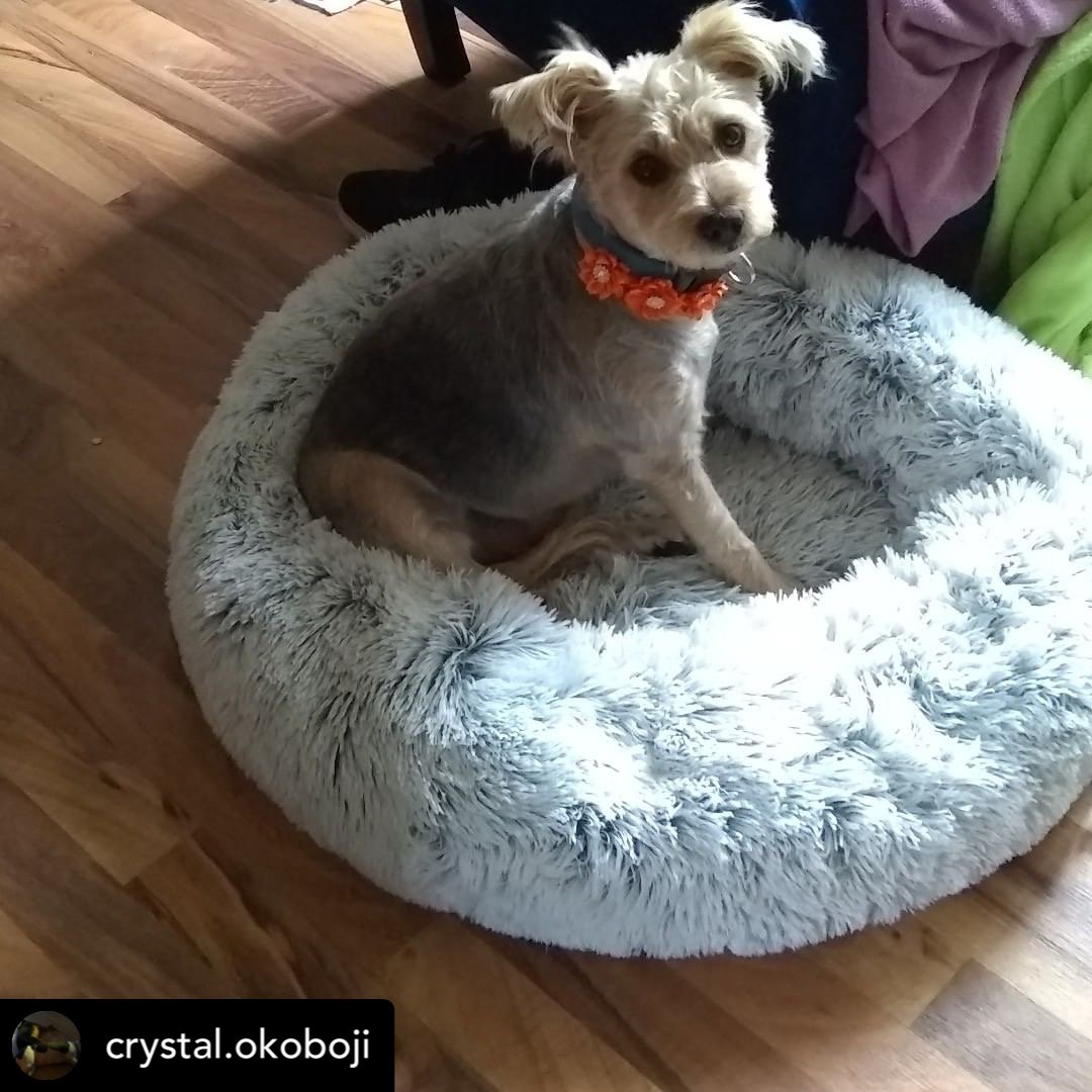 Dog sitting in a fluffy blue pet bed on a wooden floor.
