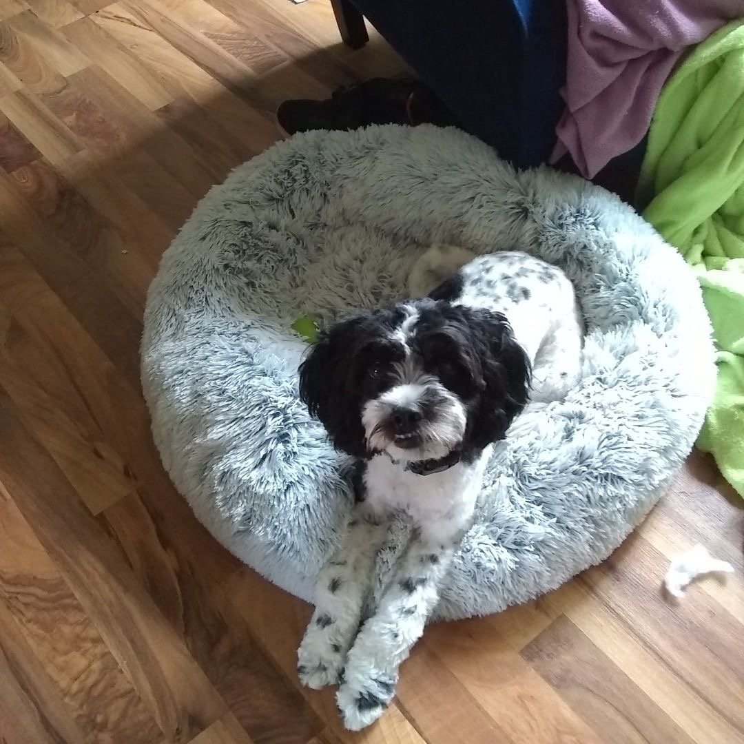 Dog lying on a fluffy gray pet bed on a wooden floor.