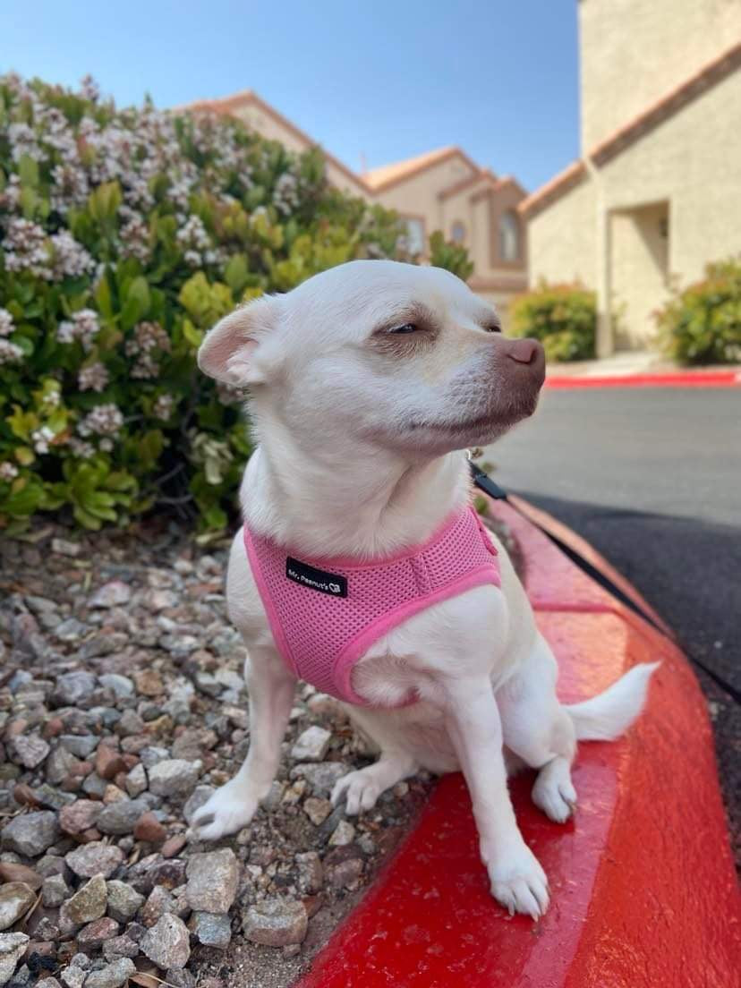 White dog wearing a pink harness sitting on a red surface with a house and bushes in the background.