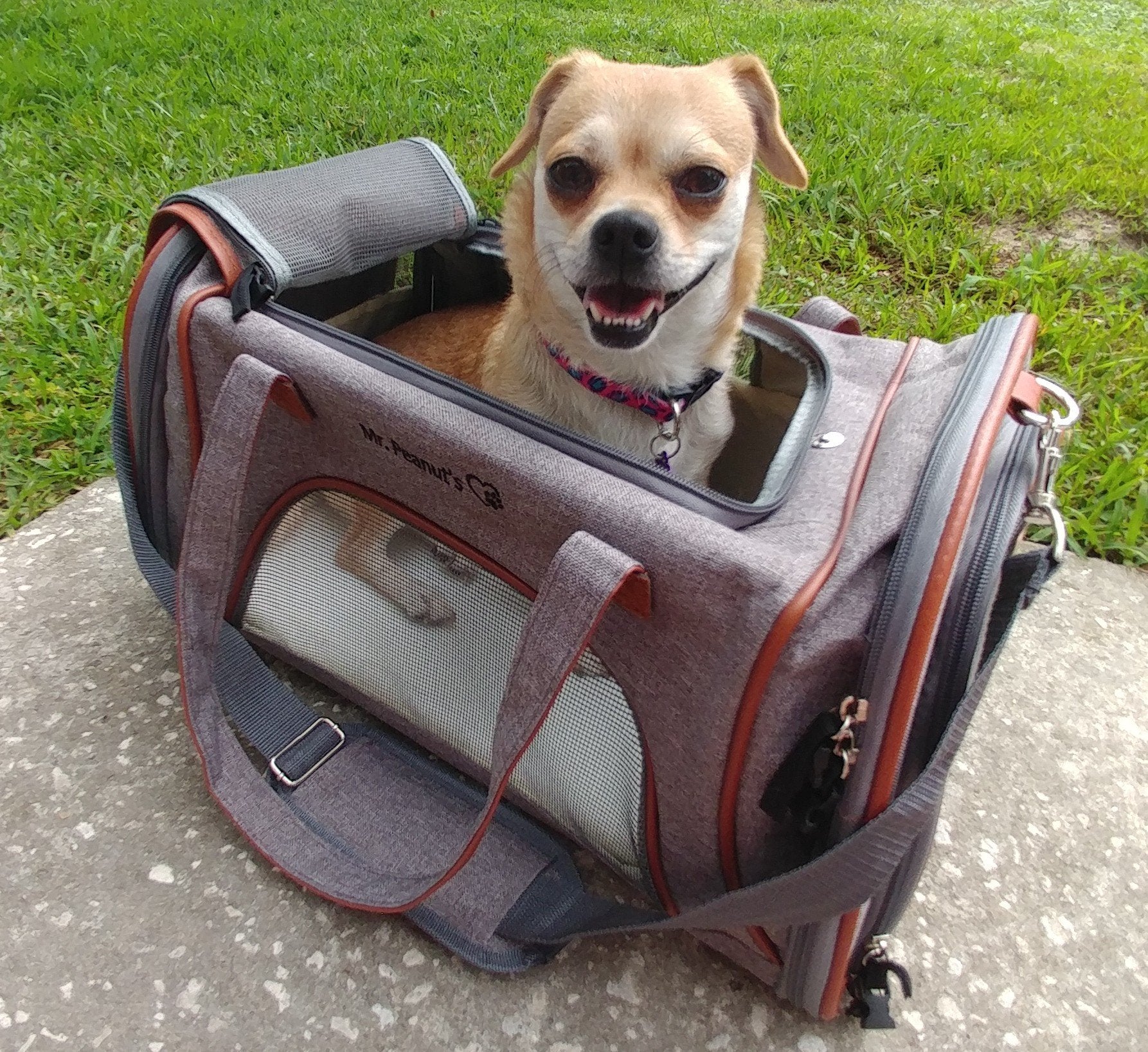 Dog sitting inside a pet carrier with grass in the background