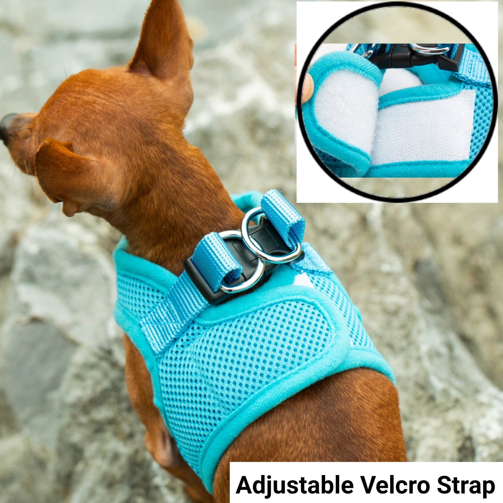 Dog wearing a blue harness with an inset showing an adjustable velcro strap.