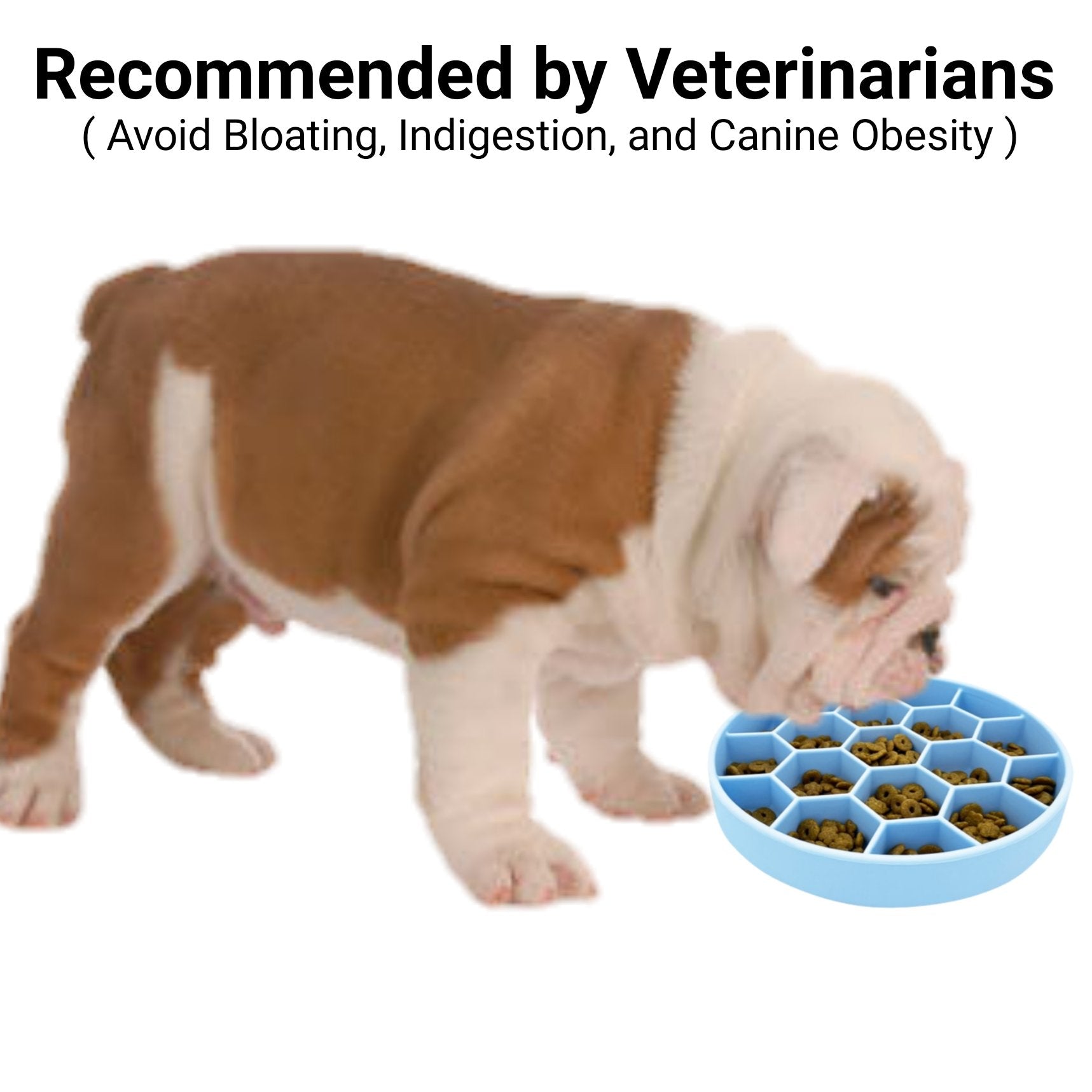 Dog eating from a blue pet feeder with text about vet recommendations and benefits.