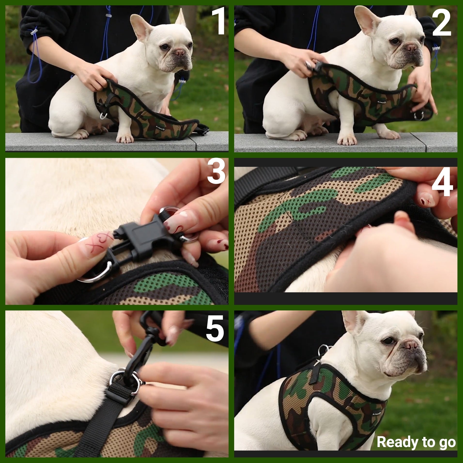 Step-by-step guide on how to put on a camouflage dog harness with a white dog.