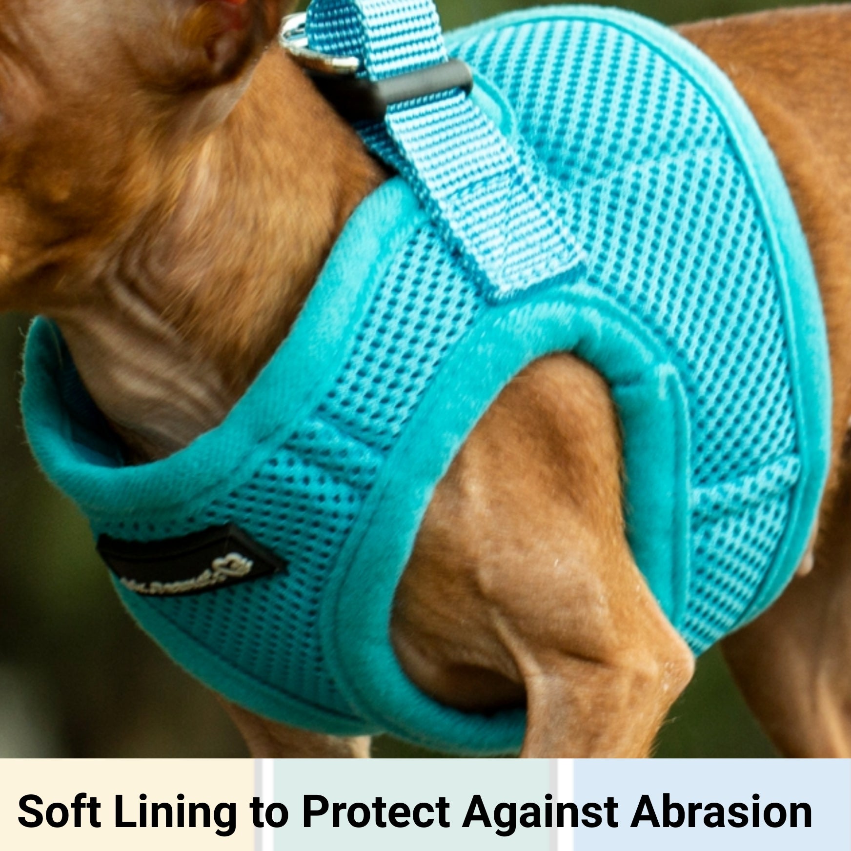Dog wearing a teal mesh muzzle with soft lining to protect against abrasion.